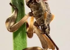 Phyllogonia limosa
