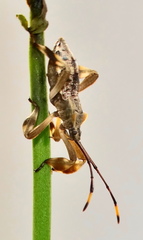 Phyllogonia limosa