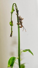 Jasminum multipartitum