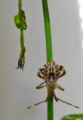 Jasminum multipartitum