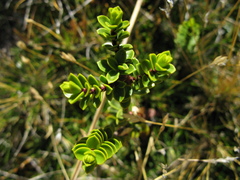 Veronica pauciramosa