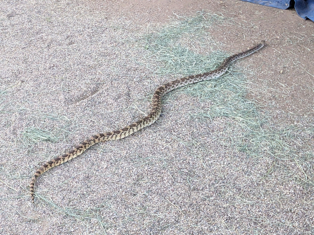 Sonoran Gopher Snake From Tanque Verde Country Estates, Tucson, Az 