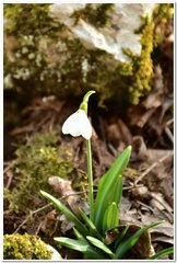 Galanthus plicatus