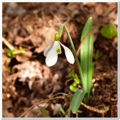 Galanthus plicatus