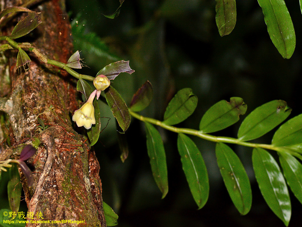 Dendrobium cymbicallum P.O'Byrne & J.J.Wood