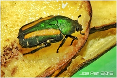 Glycyphana festiva