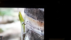 Lamprolepis smaragdina