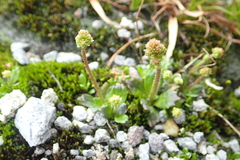 Micranthes foliolosa