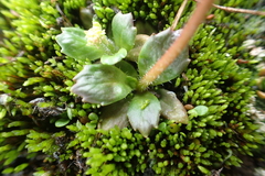 Micranthes foliolosa