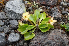 Oxygraphis glacialis