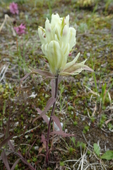 Castilleja pallida