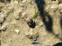 Pagurus hirsutiusculus