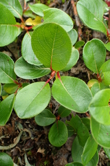 Salix fuscescens