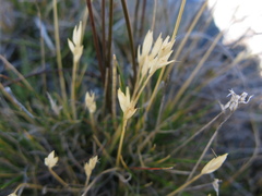 Rytidosperma horrens