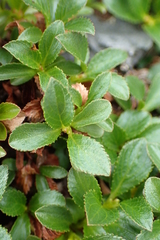 Salix tschuktschorum