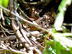 Eutropis rudis