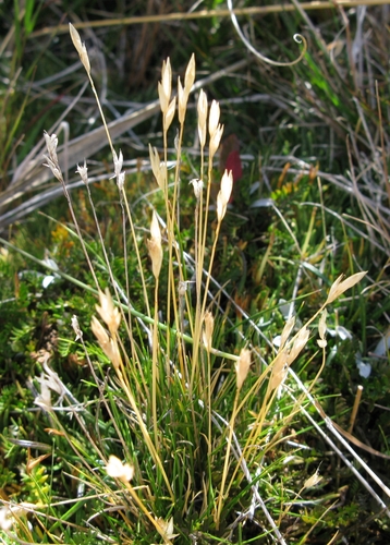 Rytidosperma horrens