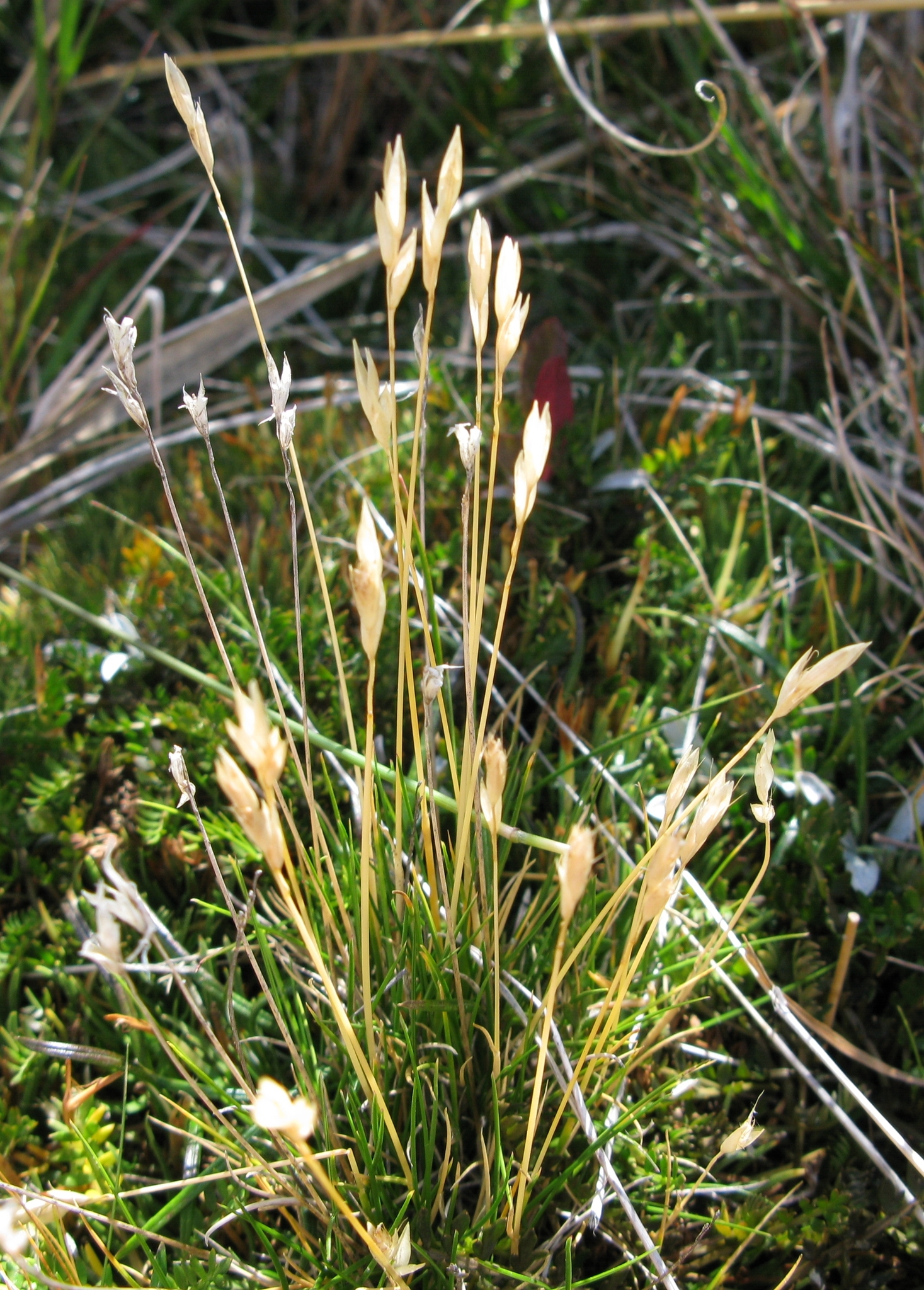 Rytidosperma horrens