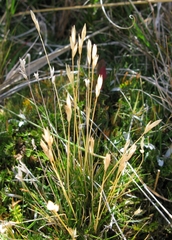 Rytidosperma horrens