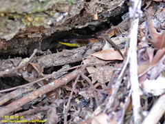Eutropis rudis