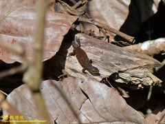 Eutropis rudis