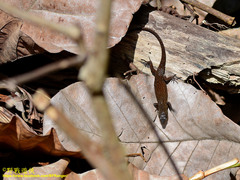 Eutropis rudis
