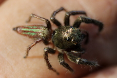 Colopsus