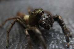 Colopsus
