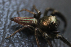 Colopsus