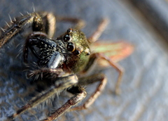 Colopsus