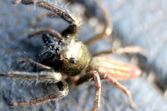 Colopsus
