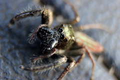 Colopsus