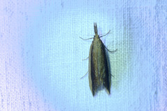 Donacaula mucronella