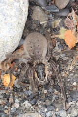 Dolomedes aquaticus