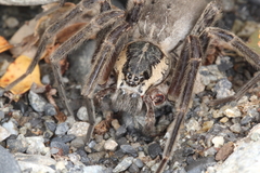 Dolomedes aquaticus