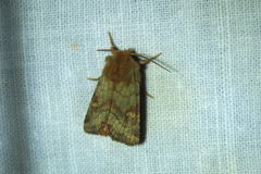 Eriopygodes imbecilla