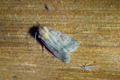 Paradiarsia punicea