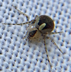 Platnickina tincta