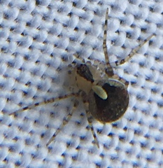 Platnickina tincta