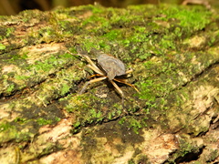 Coenomorpha