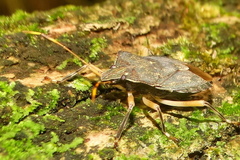 Coenomorpha