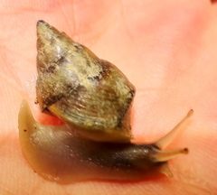 Conulinus