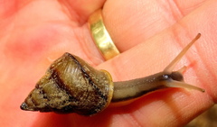 Conulinus