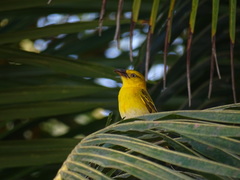 Ploceus princeps