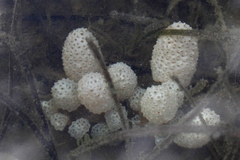 Eudistoma elongatum