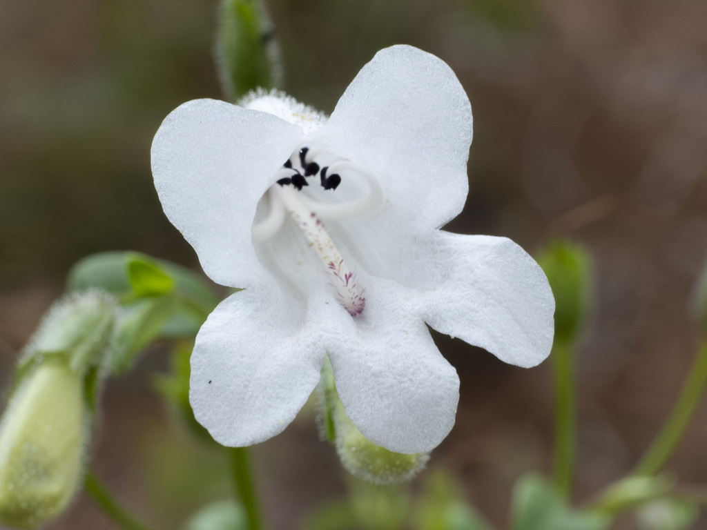 Manyflower Beardtongue (Penstemon multiflorus) · iNaturalist