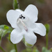 Manyflower Beardtongue - Photo (c) Alex Abair, some rights reserved (CC BY-NC), uploaded by Alex Abair
