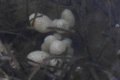 Eudistoma elongatum