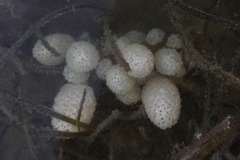 Eudistoma elongatum