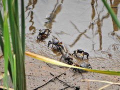 Parasesarma catenatum